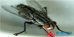 苍蝇太多了用什么方法消灭才能去除干净？