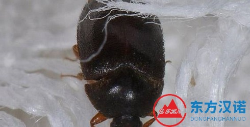 家中常见虫子图片及名称，这种黑色硬壳小虫子|皮蠹
